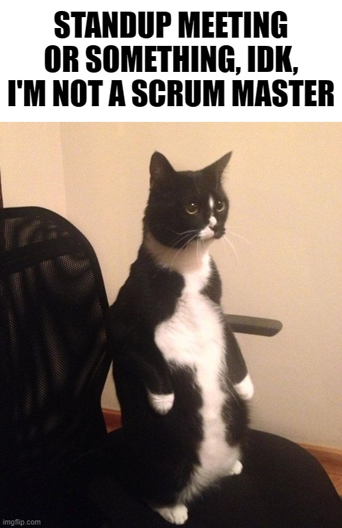Standup meeting cat meme